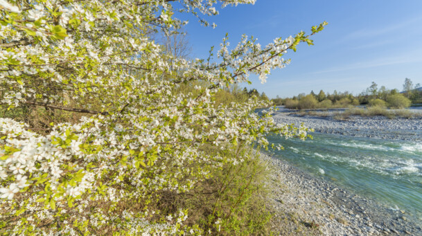 Frühling an der Isar