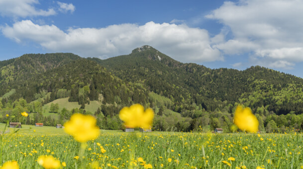 eine blühende Wiese ist vor dem Geierstein